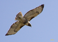 Red tailed Hawk